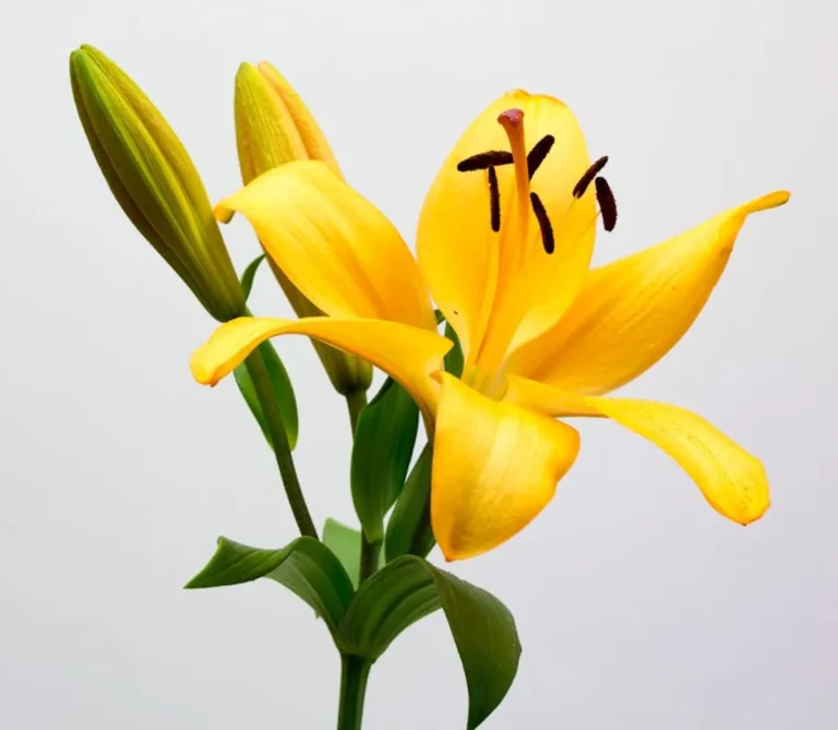 Best flower meanings for introverts