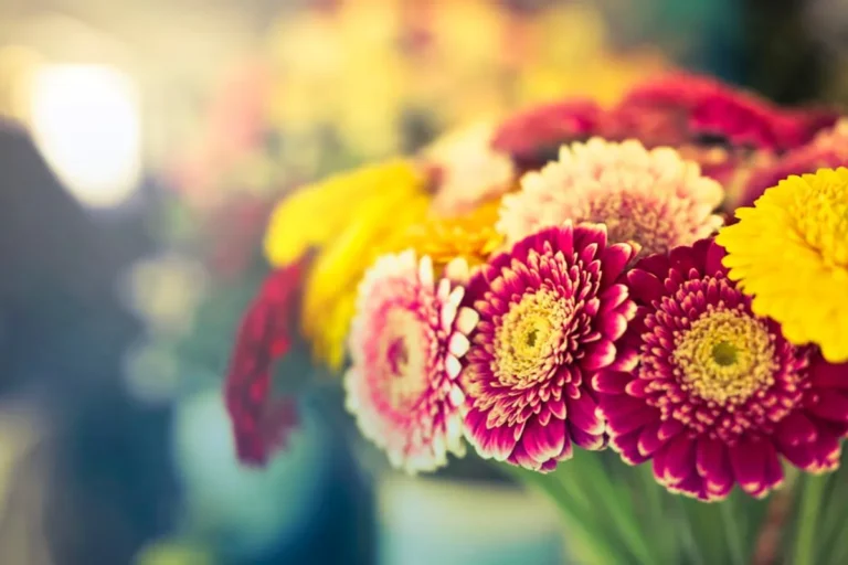 Flower Meanings Checklist for Busy Adults