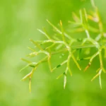 Kalmegh: Benefits, Risks, Reviews, and What to Know