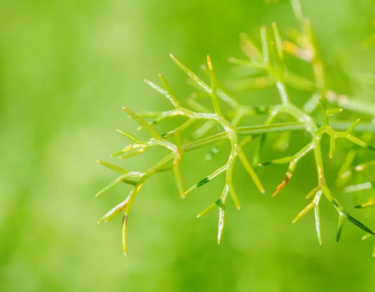 Kalmegh: Benefits, Risks, Reviews, and What to Know