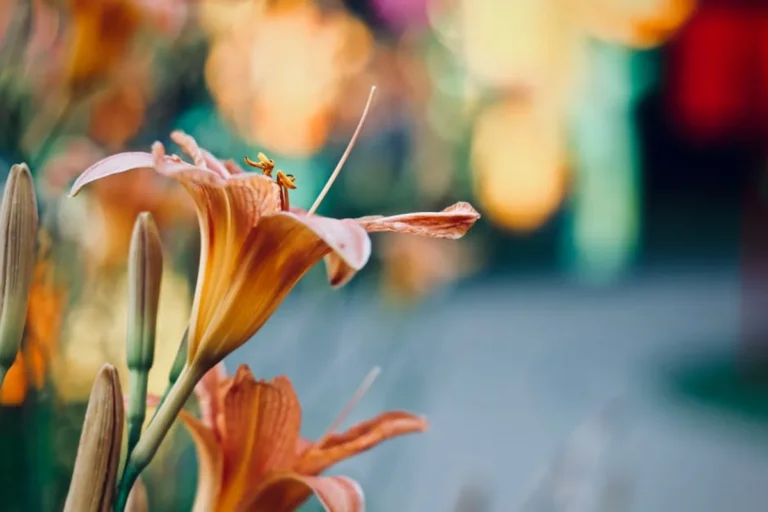 Lily of the Valley Meaning