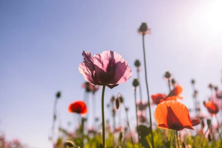 Poppy Flower Meaning
