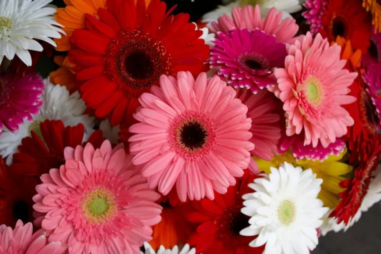 Why flower meanings Are Trending Right Now